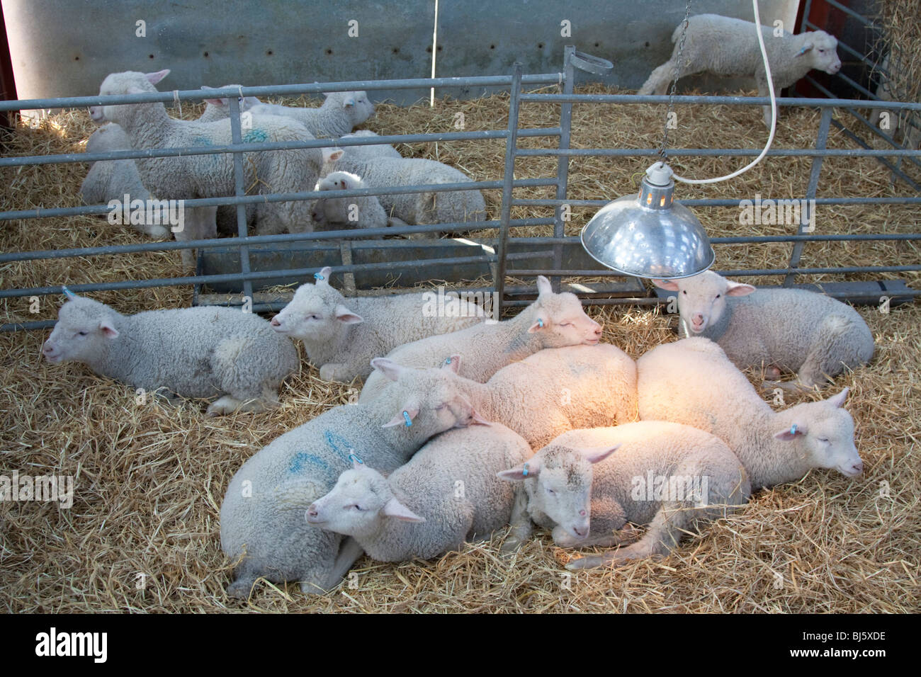 Lambs Mead Open Childrens Farm Leighton Buzzard Bedfordshire Stock