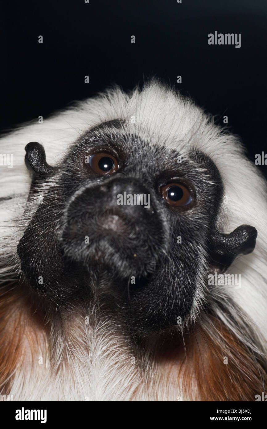 Cotton Top Tamarian (Saguinus oedipus) South America endangered primate species Stock Photo
