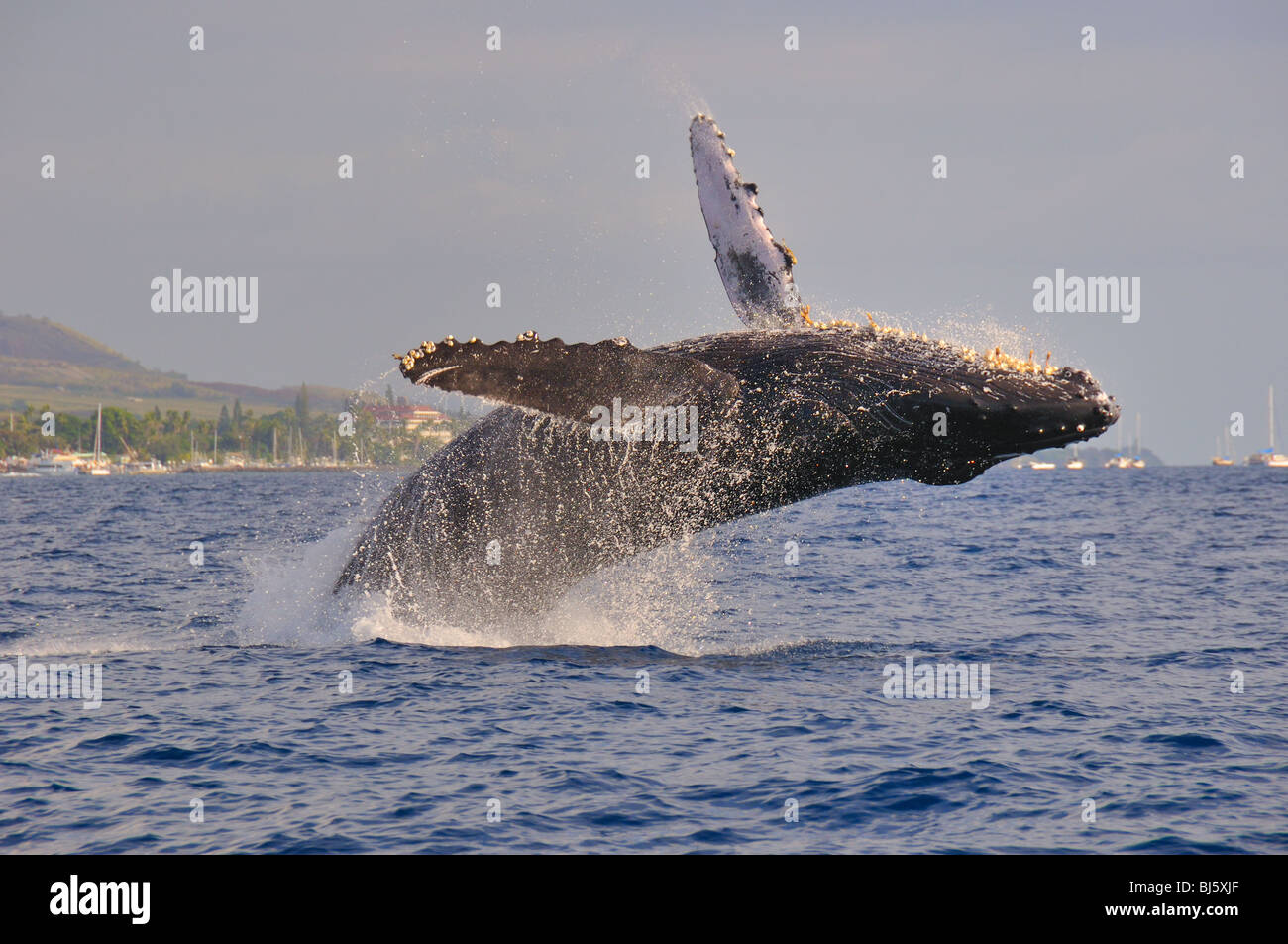 Humpback whale breaches in front of Lahaina harbor. Stock Photo
