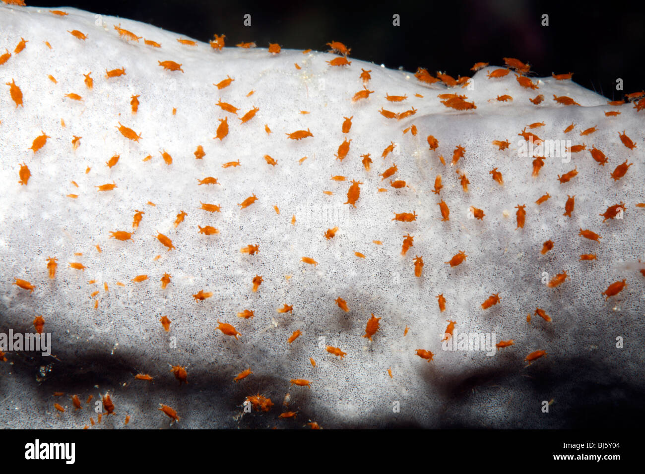 Marine Sponge Isopods, Santia sp or Uromunna sp, feeding on the surface of a sponge. Stock Photo