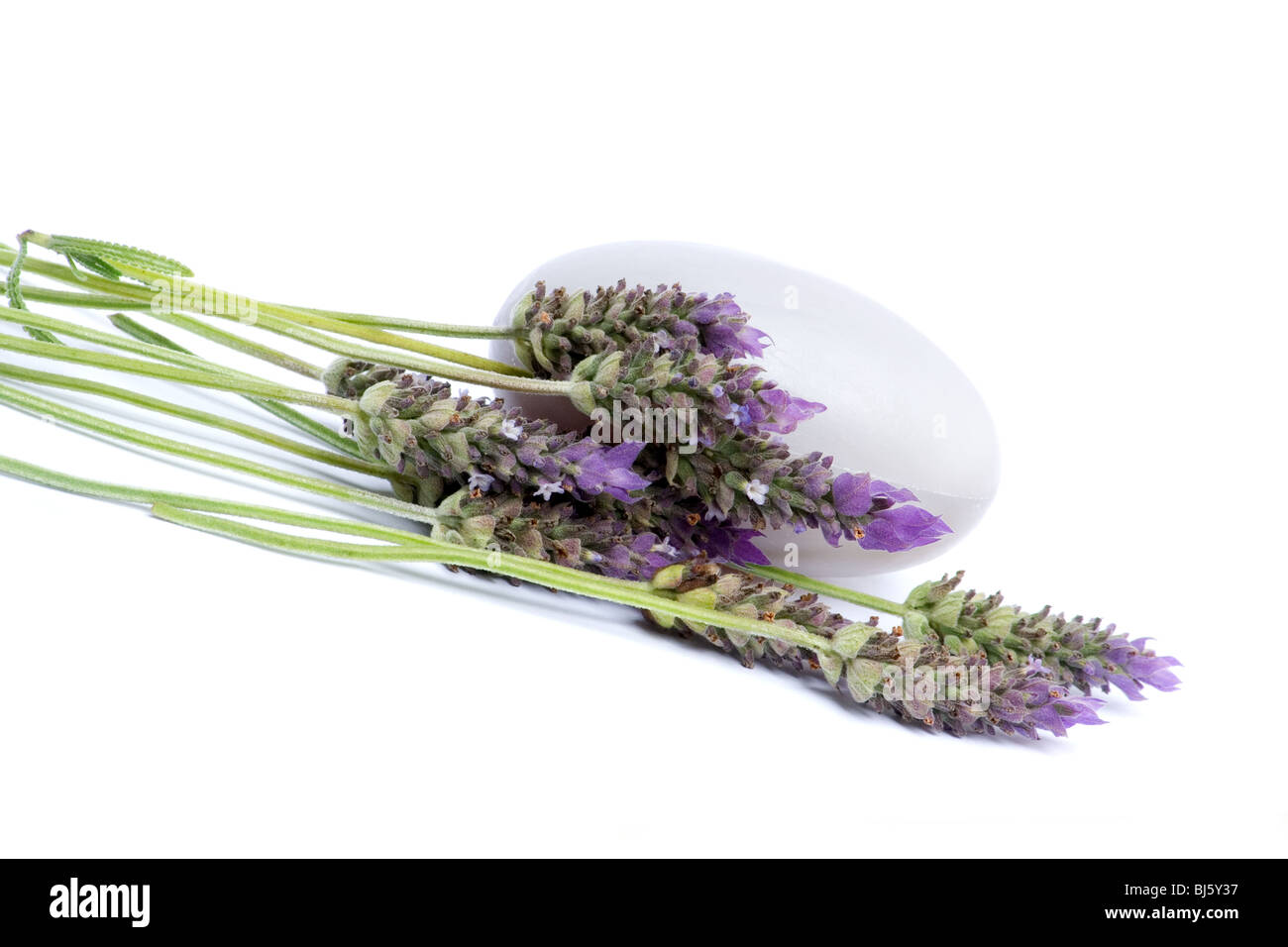 Lavender sprigs on white background Stock Photo - Alamy