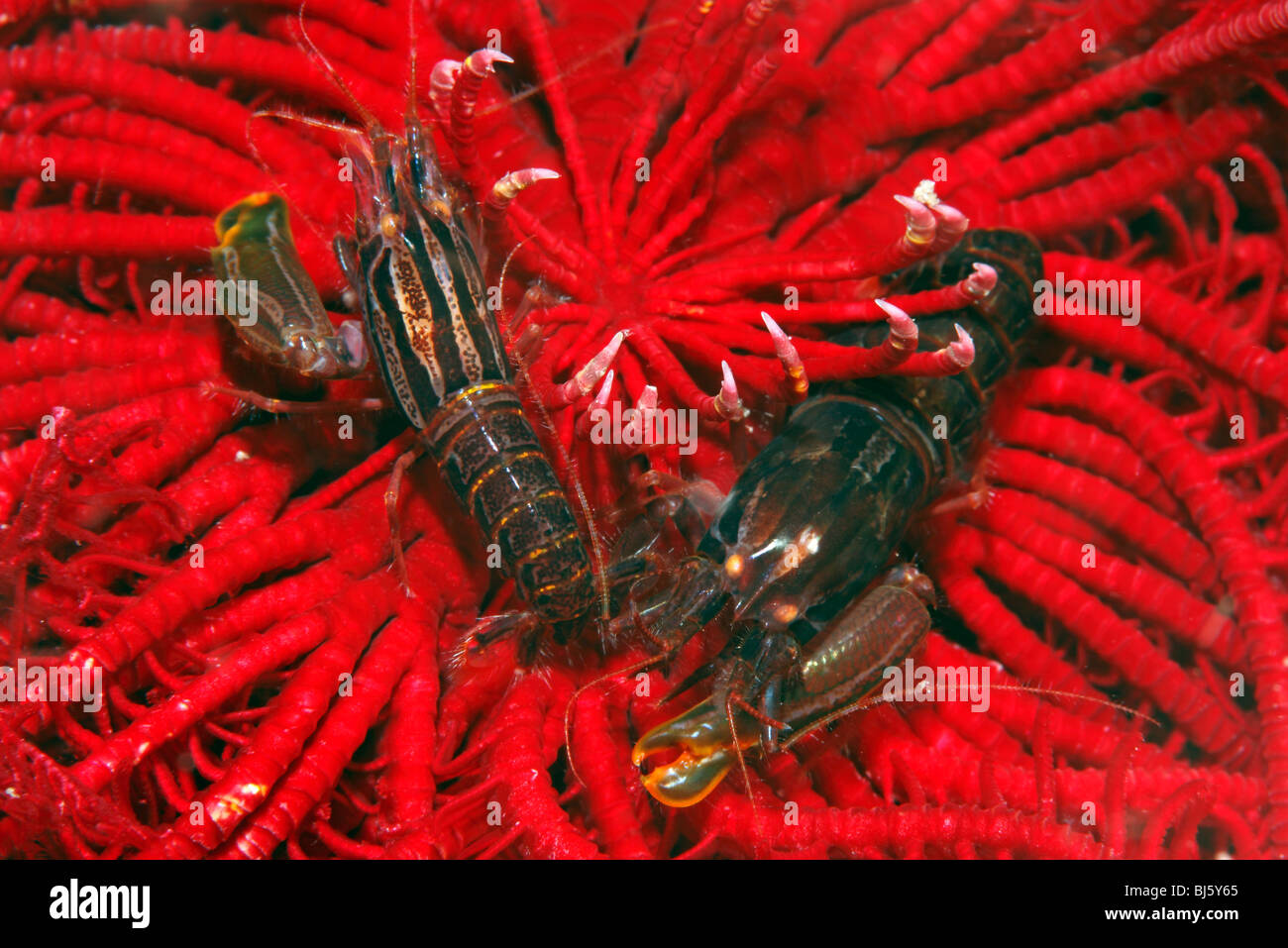 Stimpson’s Snapping Shrimps, Synalpheus stimpsoni, living underneath a crinoid, or featherstar. Stock Photo