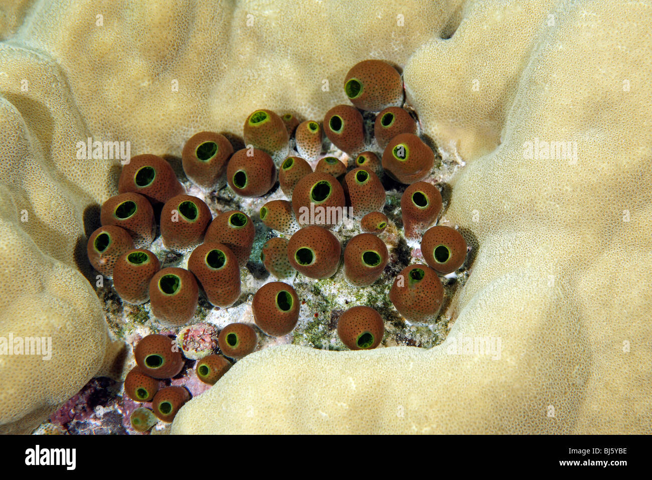 Colony of Ascidians, or Tunicates, Atriolum robustum, living among Porites Coral. Stock Photo