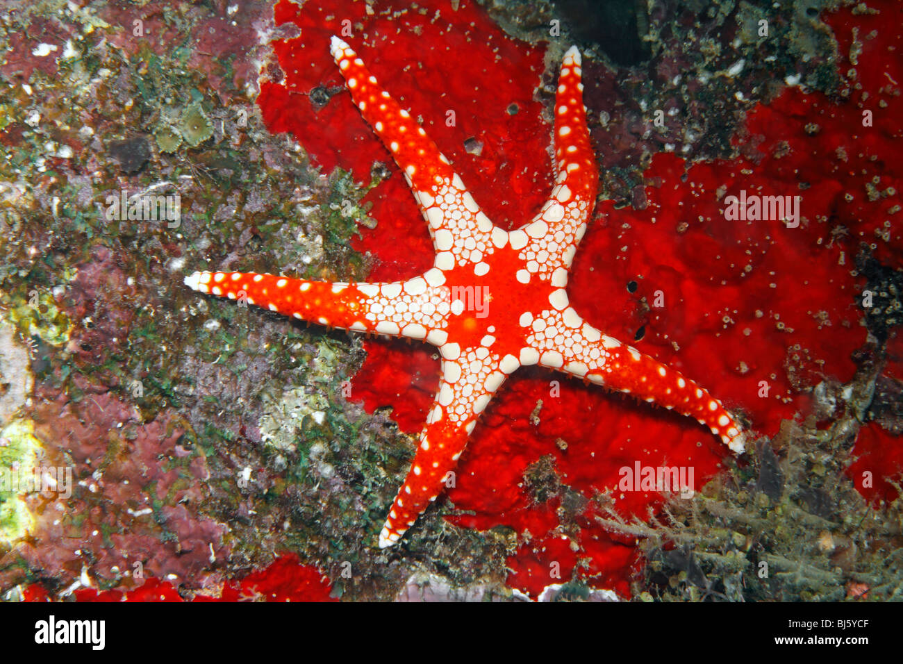 Necklace Starfish also called Tiled Starfish or Sea Star Fromia monilis Stock Photo Alamy
