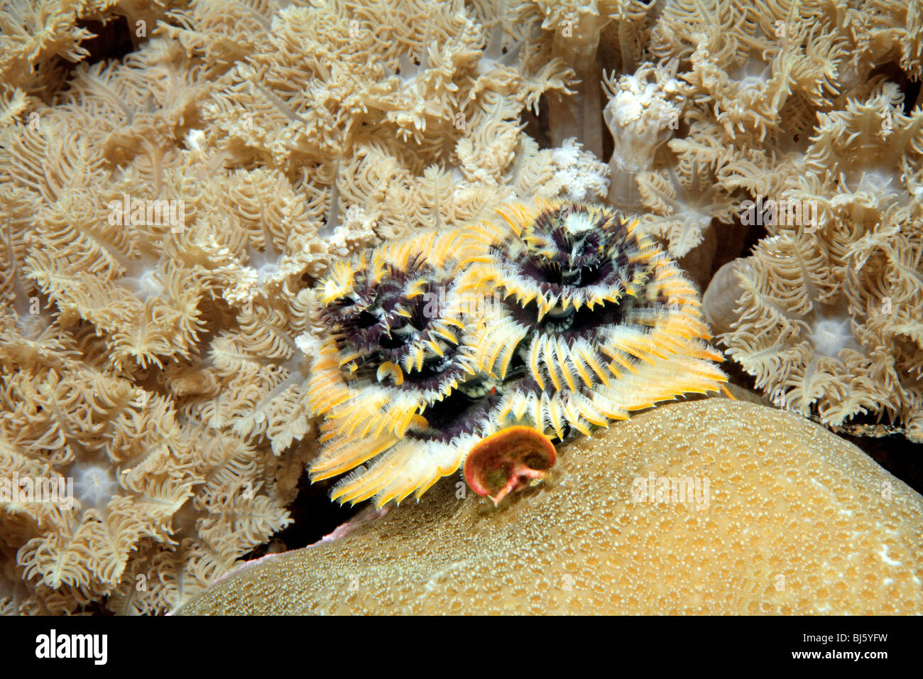 Christmas Tree Worm, Spirobranchus giganteus, living among hard and soft corals. Stock Photo
