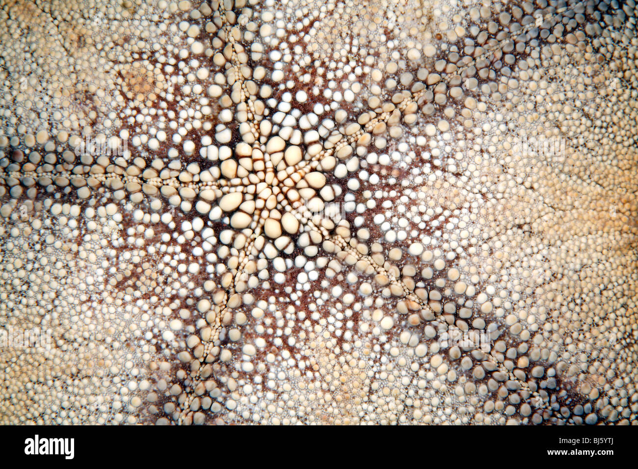 Underside of the Pincushion sea star, or starfish, Culcita novaeguineae. Stock Photo