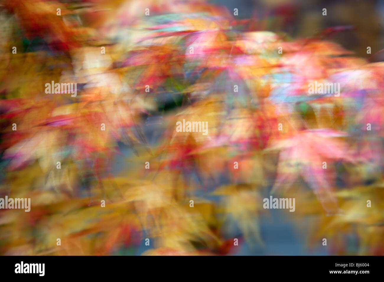 Autumn leaves abstract. Stock Photo