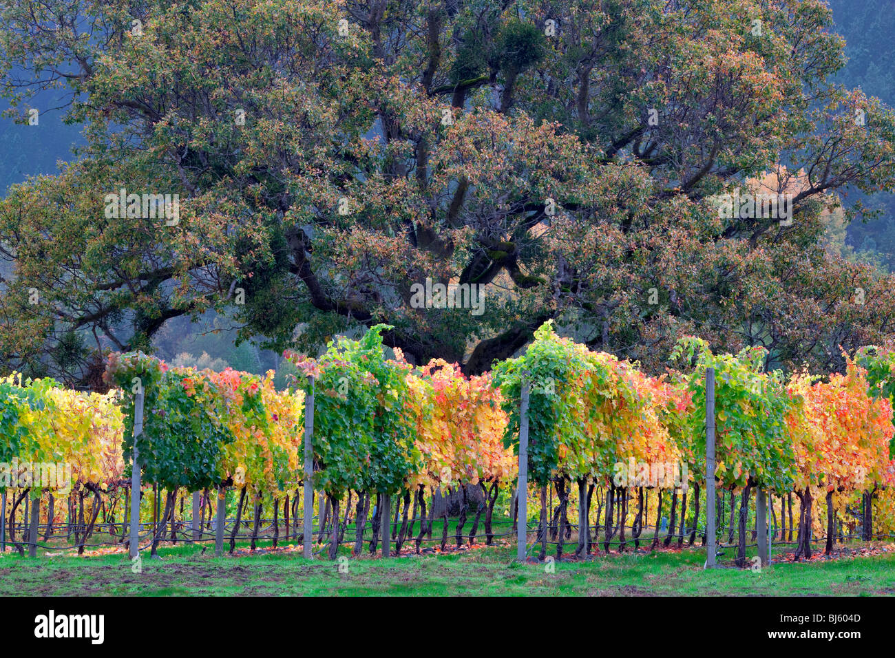 Vineyard and oak tree in fall color. Near Applegate, Oregon Stock Photo