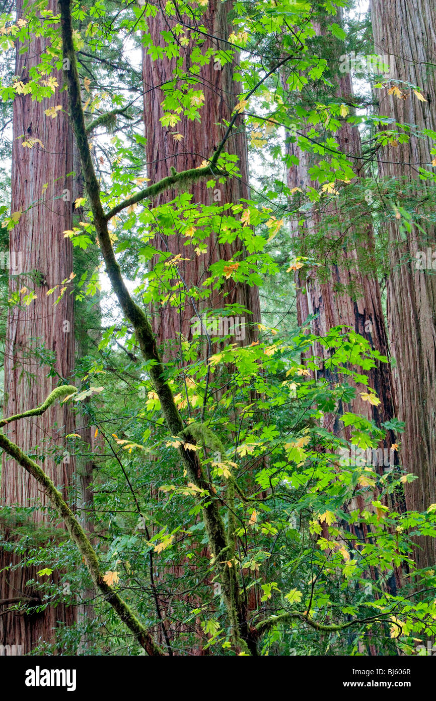 Redwoods and big leaf maple tree in fall color. Jedediah Smith Redwoods State Park, California Stock Photo
