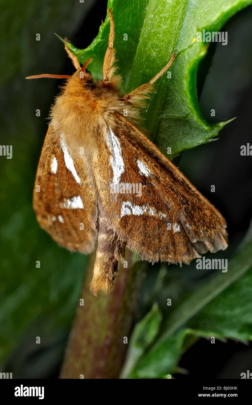 Insect macro, Russia, Moscow Region Stock Photo - Alamy