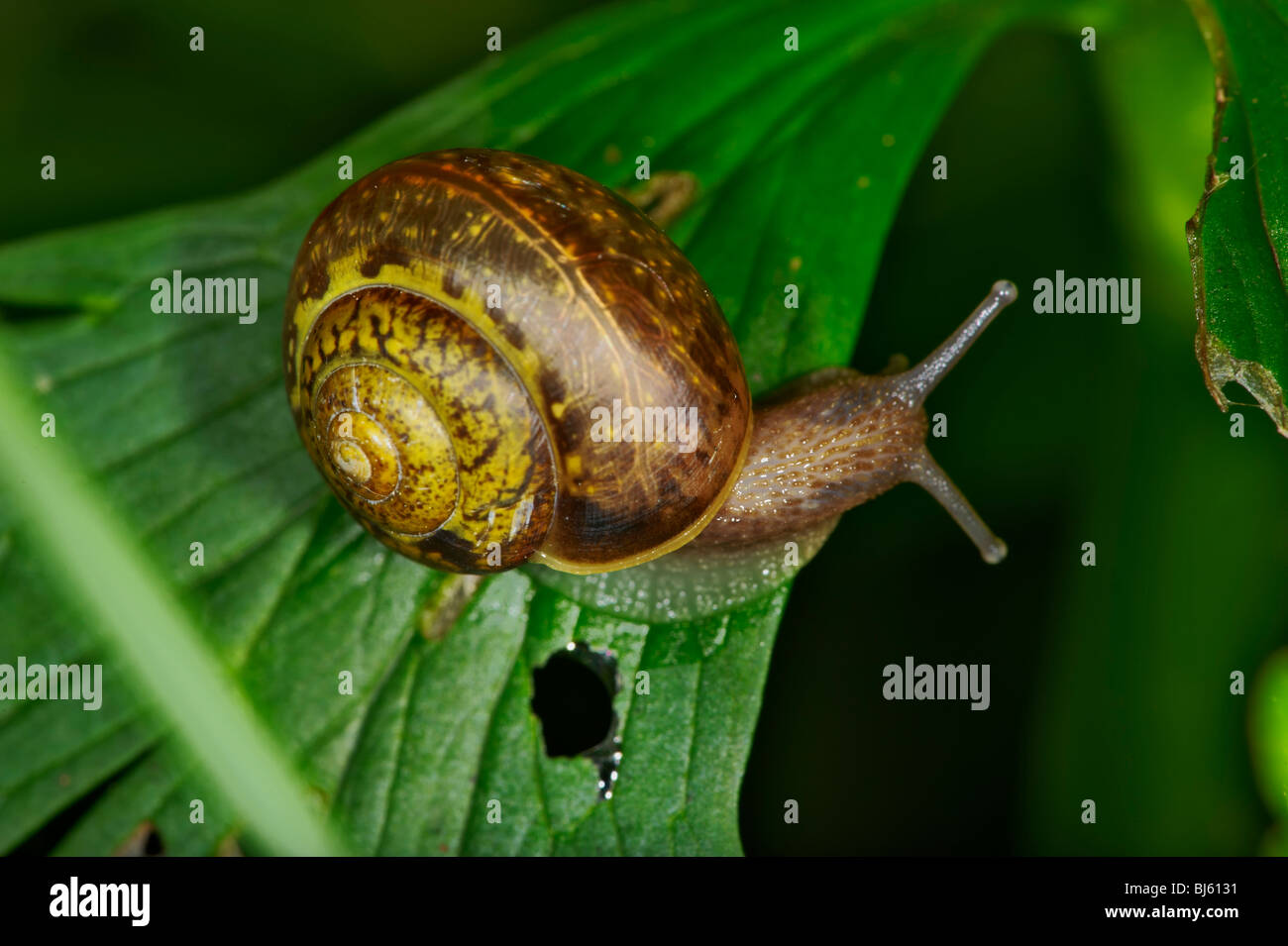 Snail is a common name for almost all members of the molluscan class