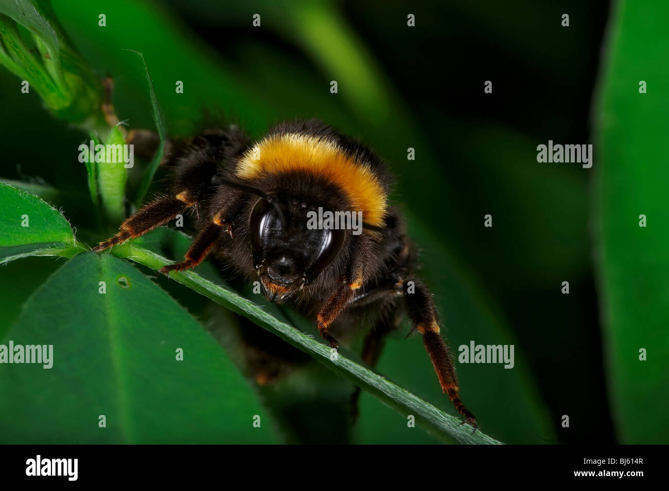 Insect macro, Russia, Moscow Region Stock Photo - Alamy