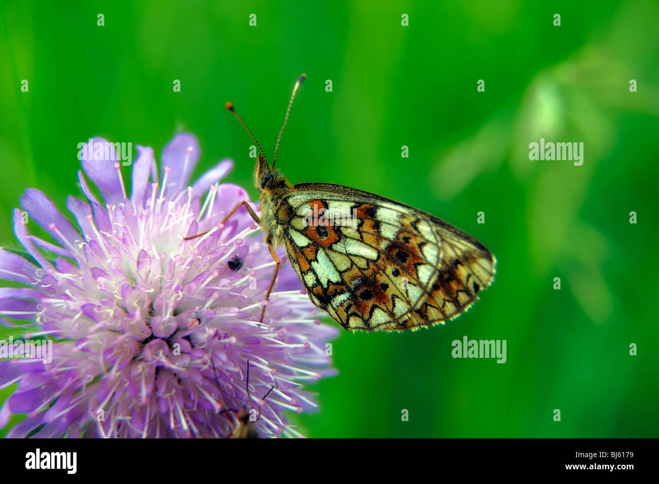 Insect macro, Russia, Moscow Region Stock Photo - Alamy