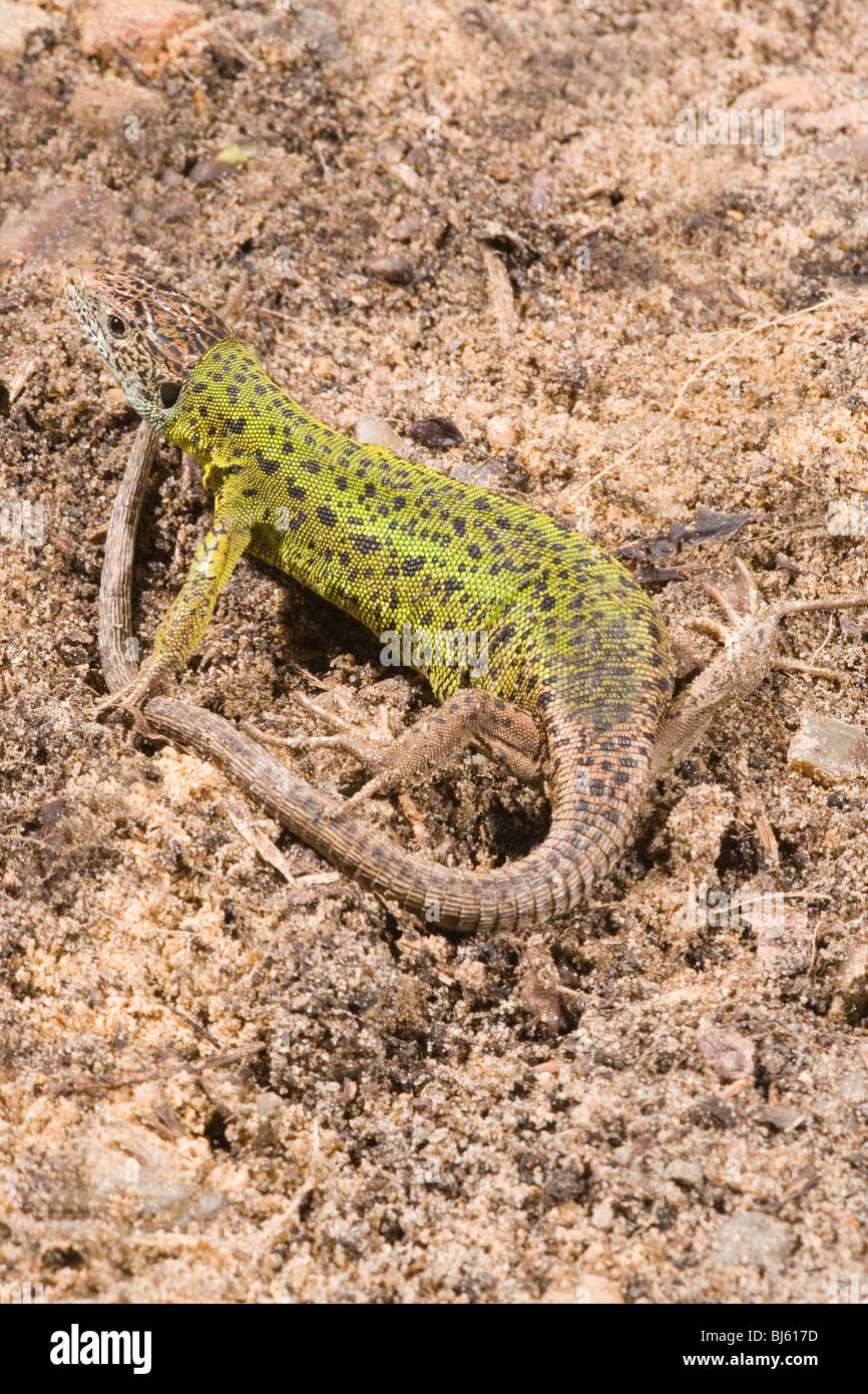 Schreiber's Green Lizard (Lacerta schreiberi). Spain. Stock Photo