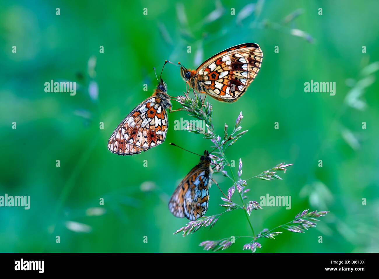 Insect macro, Russia, Moscow Region Stock Photo - Alamy