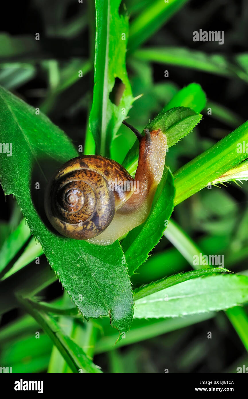 Snail is a common name for almost all members of the molluscan class Gastropoda that have coiled shells in the adult stage. Stock Photo