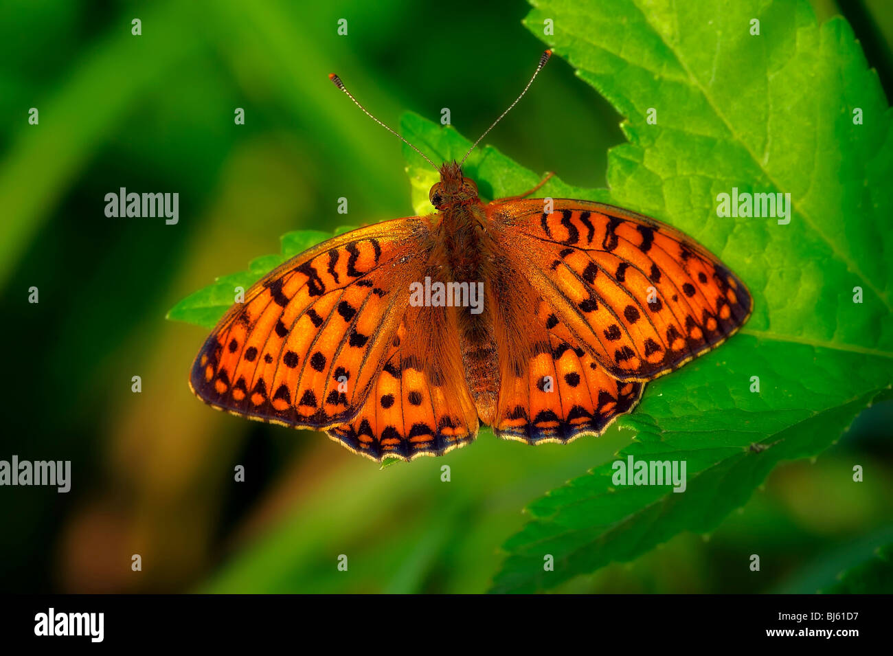 Insect macro, Russia, Moscow Region Stock Photo - Alamy