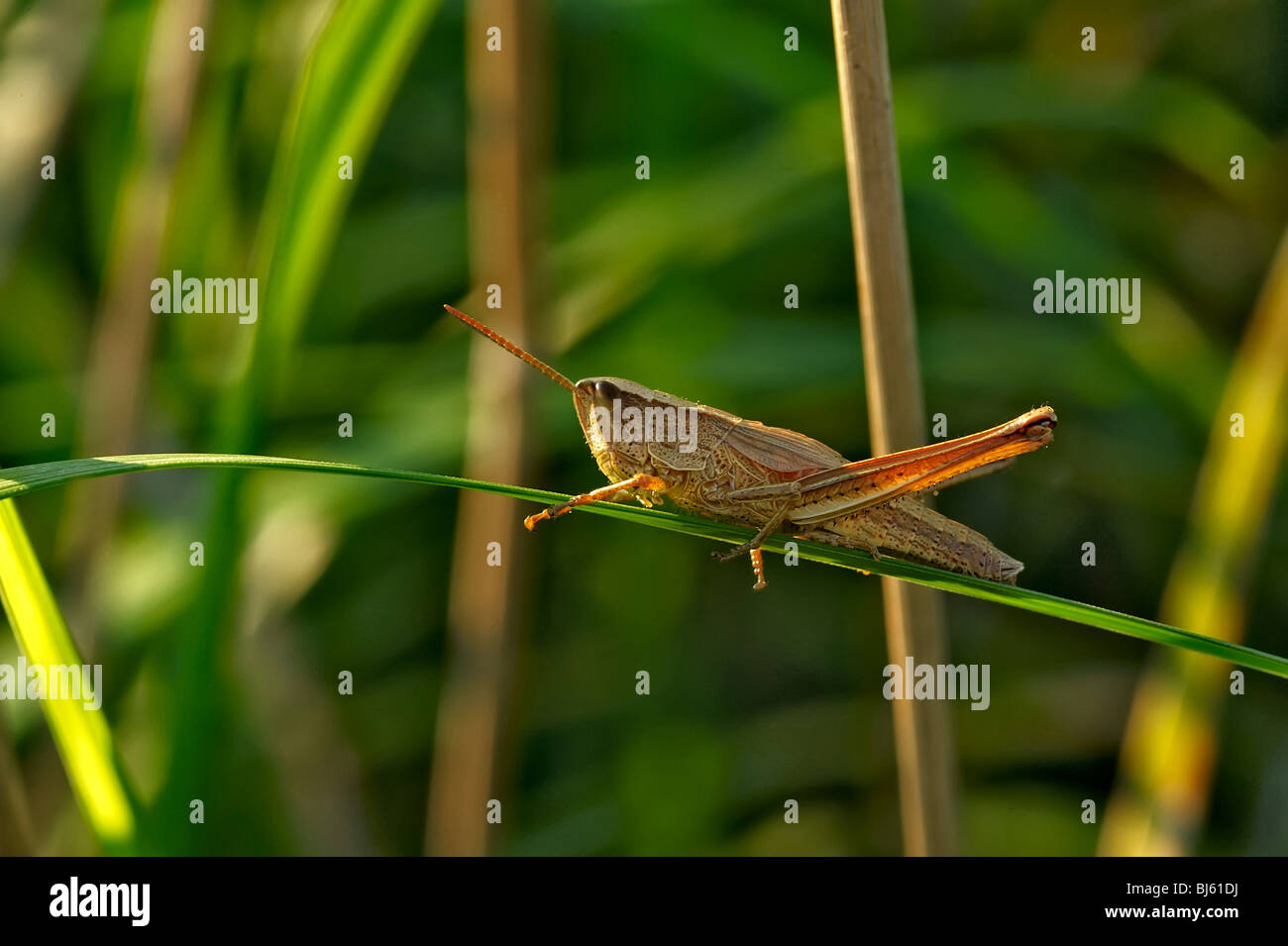 Insect macro, Russia, Moscow Region Stock Photo - Alamy