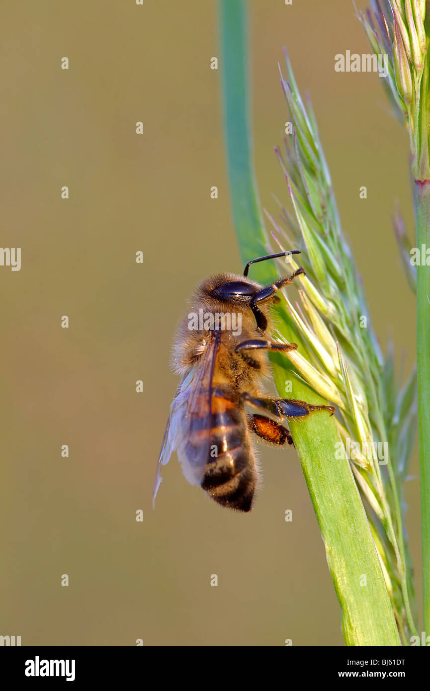 Insect macro, Russia, Moscow Region Stock Photo - Alamy