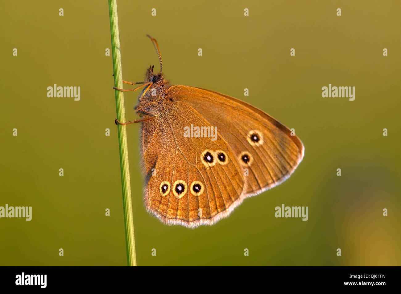 Insect macro, Russia, Moscow Region Stock Photo - Alamy