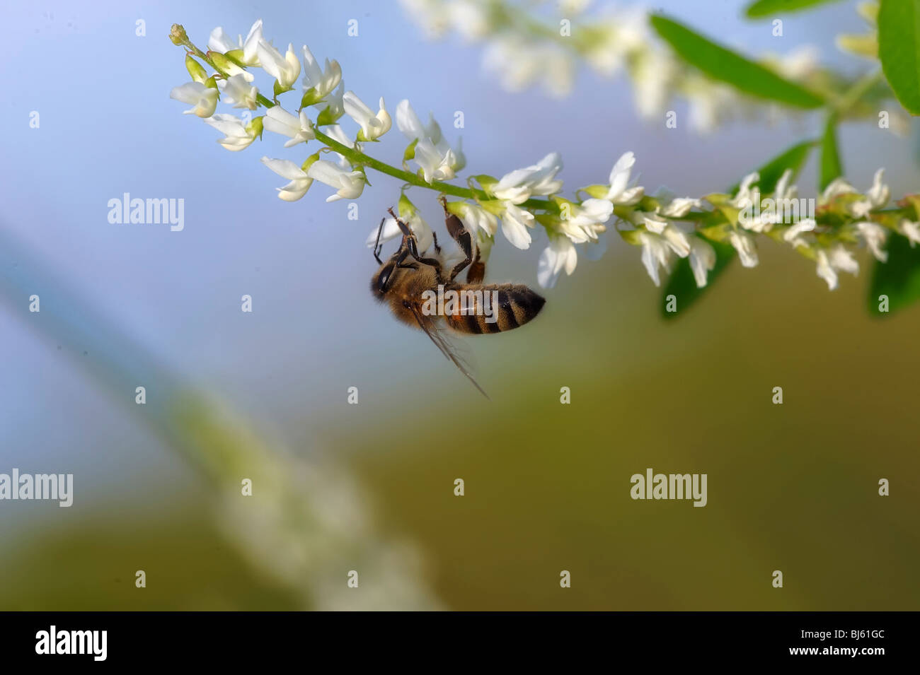 Insect macro, Russia, Moscow Region Stock Photo - Alamy