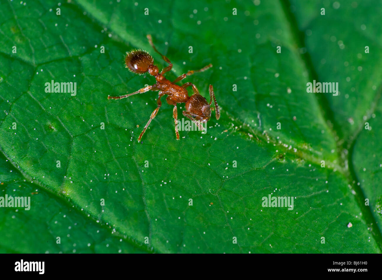 Ant abdomen hi-res stock photography and images - Alamy