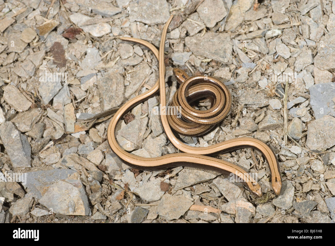 Ovo Viparous Hi res Stock Photography And Images Alamy