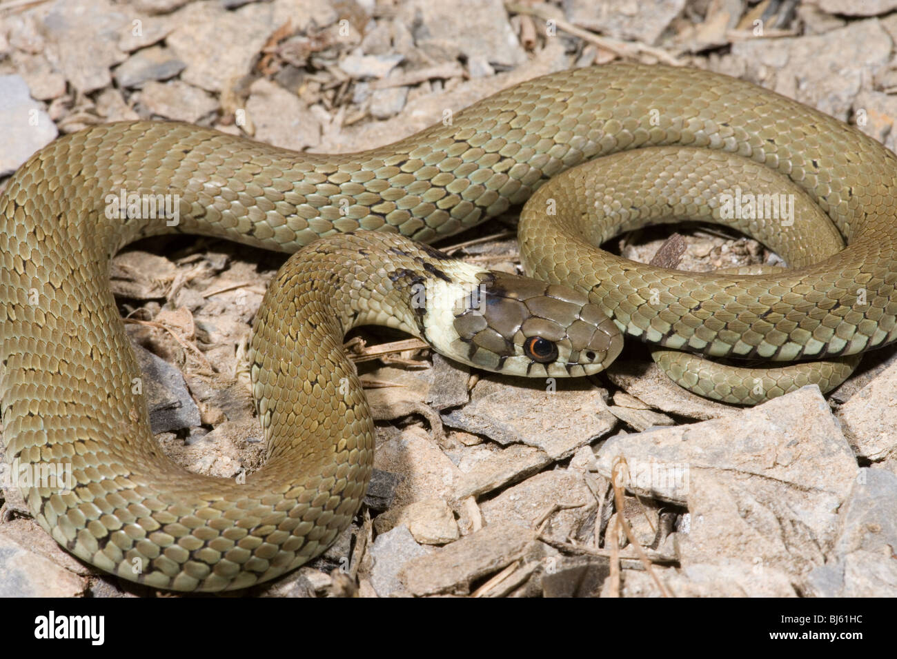 Spanish Grass Snake (Natrix natrix astreptophora). Immature, growing young individual. Cantabria, Spain. Stock Photo
