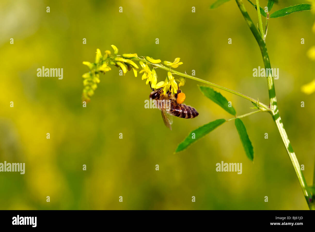 Insect macro, Russia, Moscow Region Stock Photo - Alamy