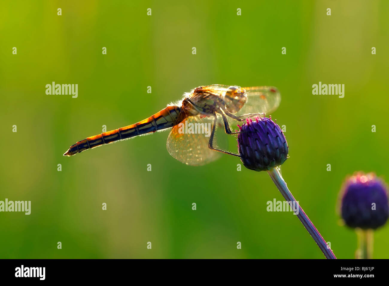 Insect macro, Russia, Moscow Region Stock Photo - Alamy