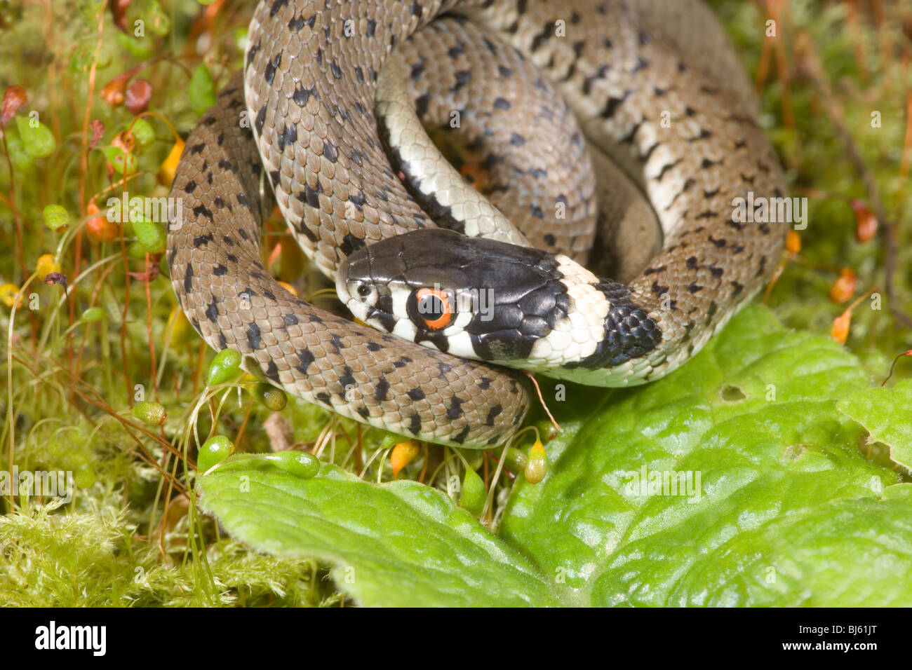 Spanish Grass Snake (Natrix natrix astreptophora). First year juvenile. Asteria Province, Spain. Stock Photo