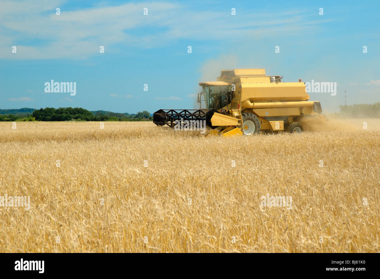 Machine Harvesting The Corn Field Stock Photo Alamy
