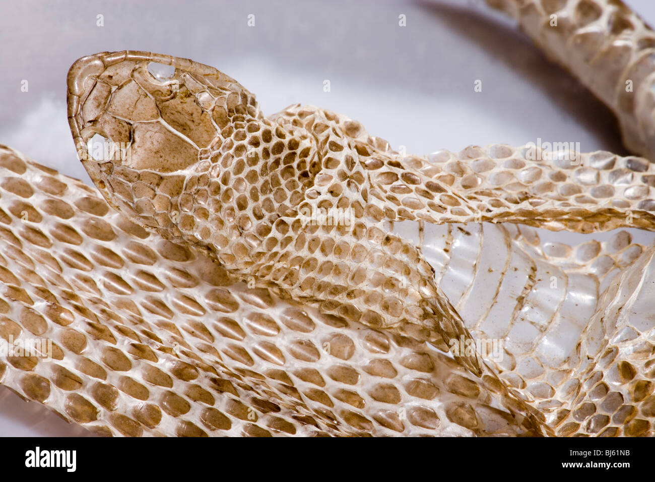 Shed skin hires stock photography and images Alamy