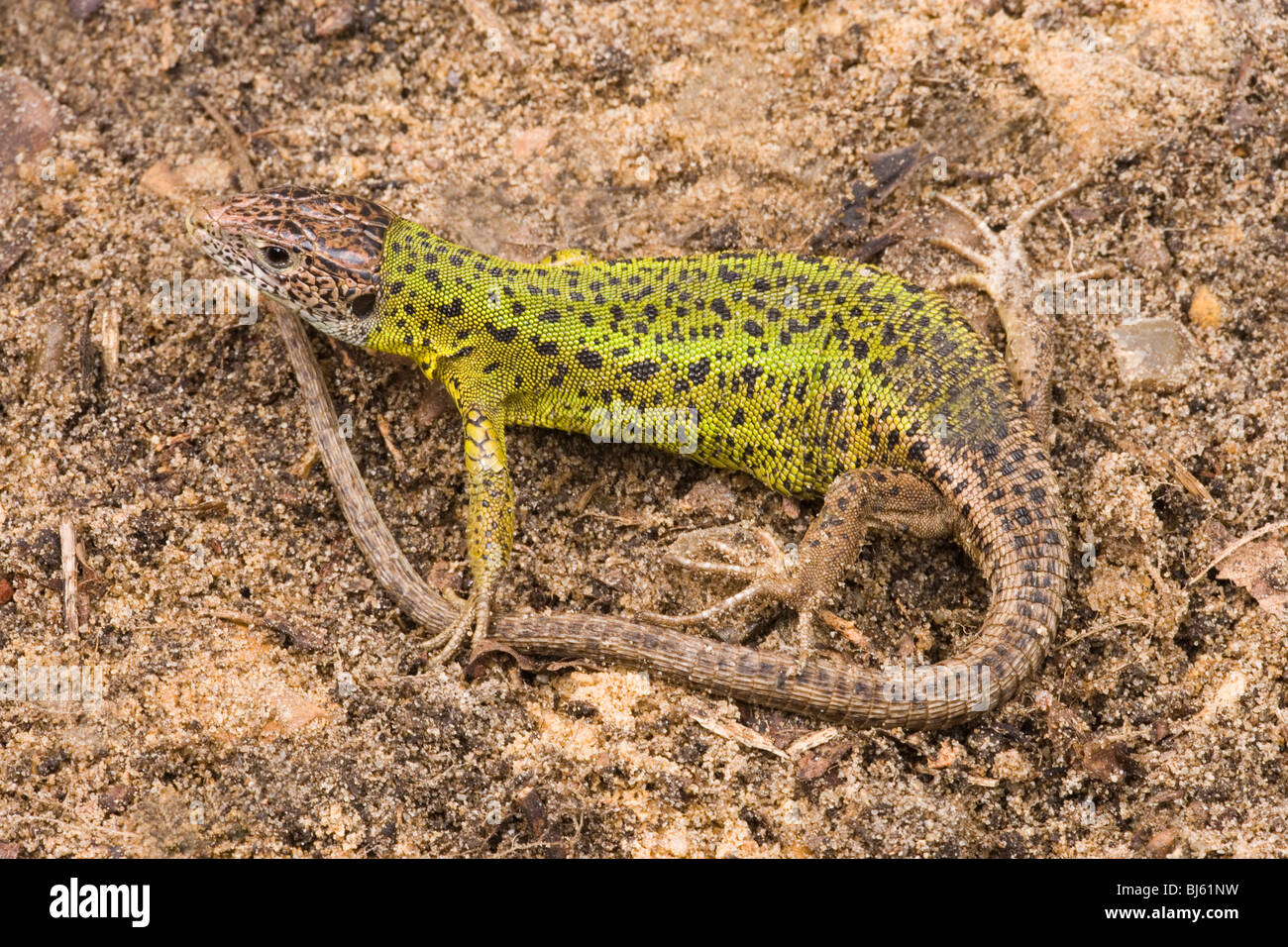 Schreiber's Green Lizard (Lacerta schreiberi). Gravid female. North Spain. Stock Photo