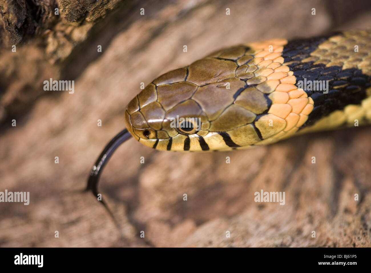 Grass Snake (Natrix natrix helvetica). Head showing identification feature of yellow-orange collar behind the head. Stock Photo