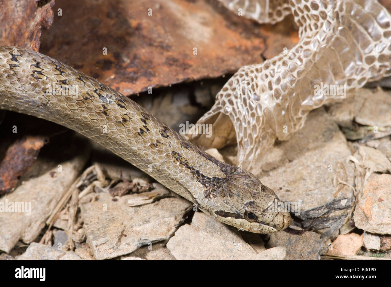 Smooth Snake (Coronella austriaca). With front section of shed skin. Stock Photo