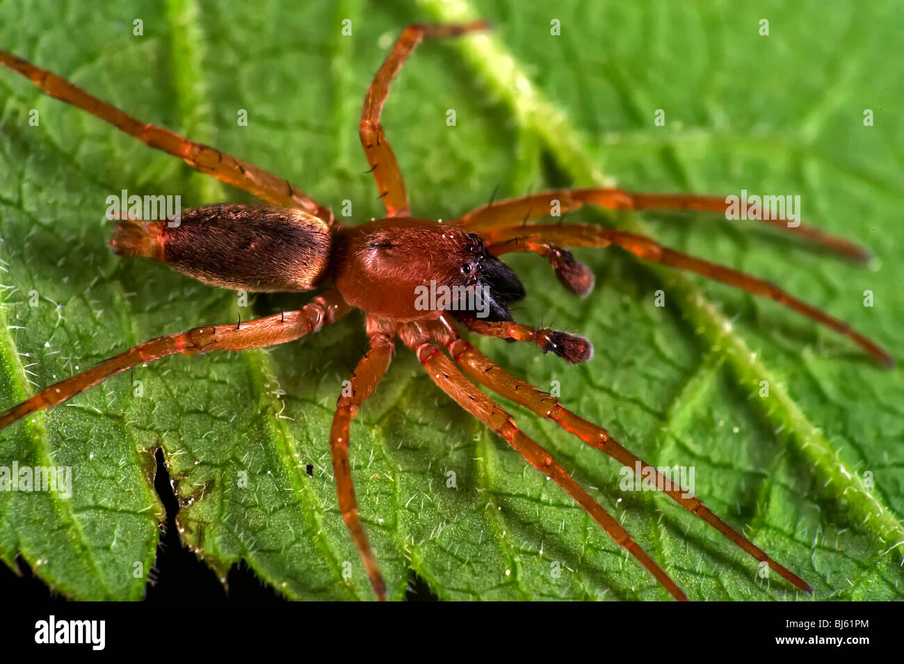 Insect macro, Russia, Moscow Region Stock Photo - Alamy