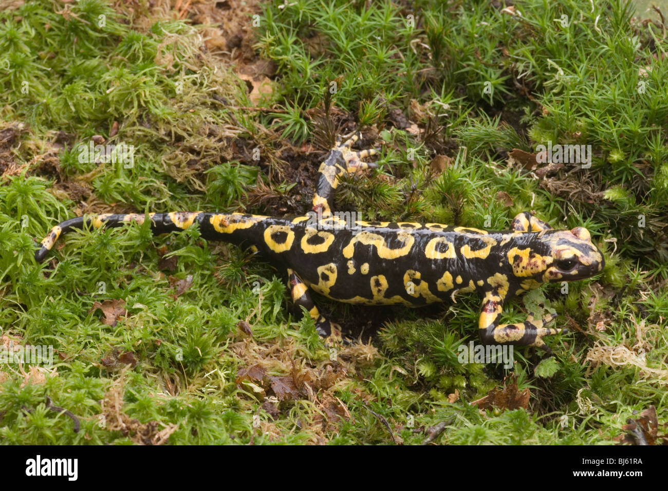 Portuguese Fire Salamander (Salamandra salamandra  gallaica). Stock Photo