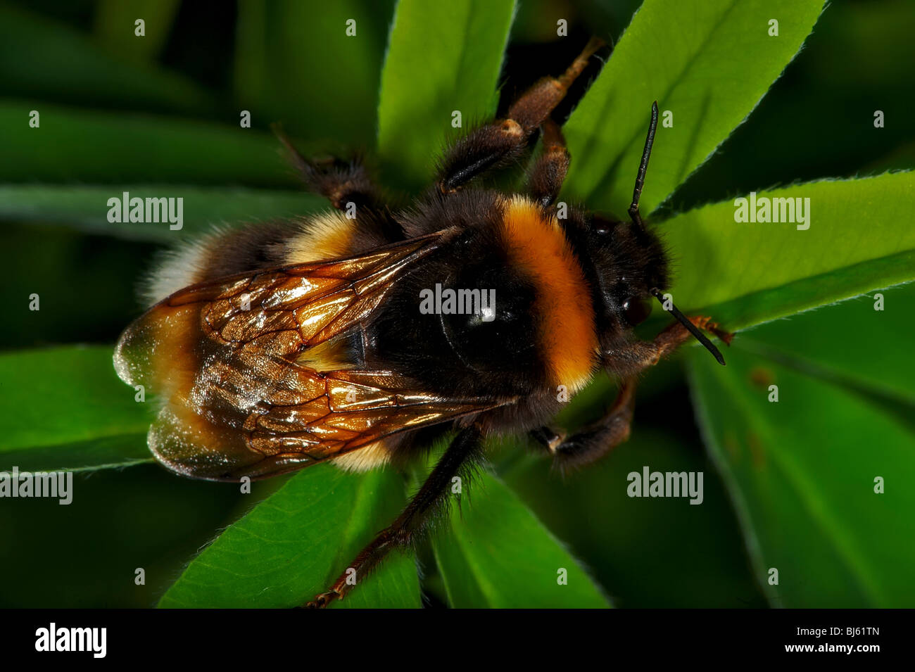 Insect macro, Russia, Moscow Region Stock Photo - Alamy