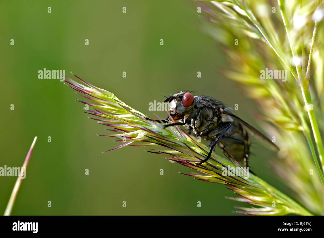 Insect macro, Russia, Moscow Region Stock Photo - Alamy