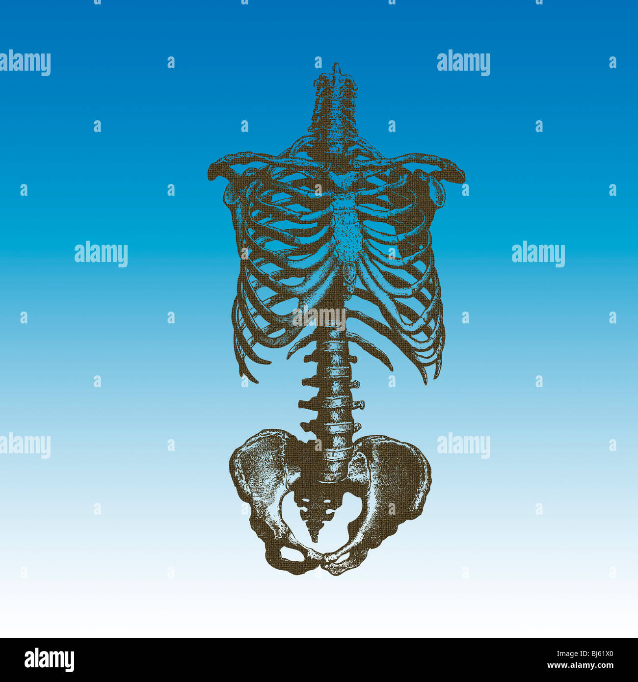 Illustration of a Human Skeleton Torso Stock Photo - Alamy