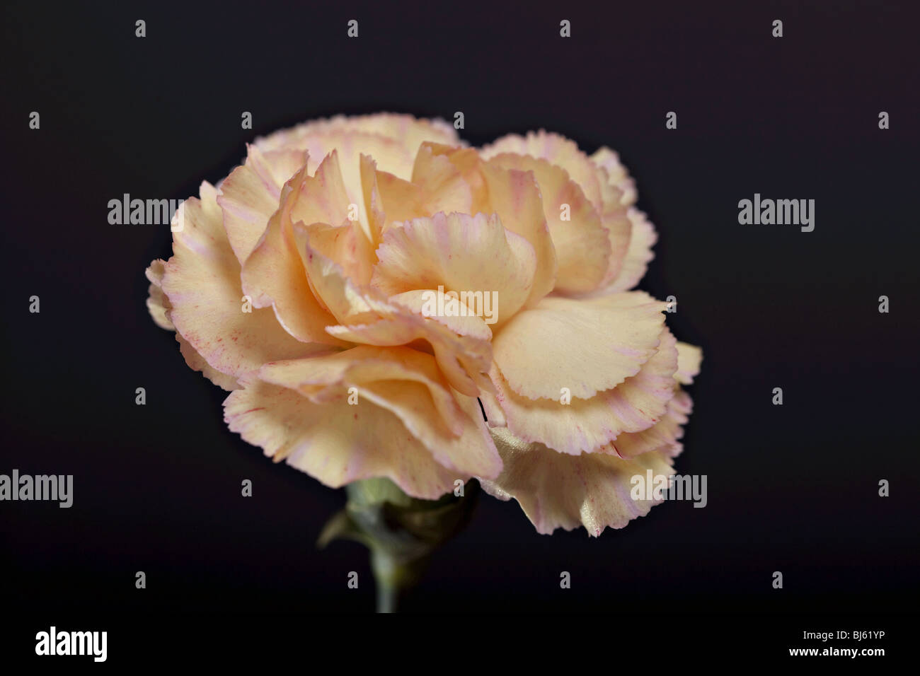carnation flowers on black background Stock Photo - Alamy