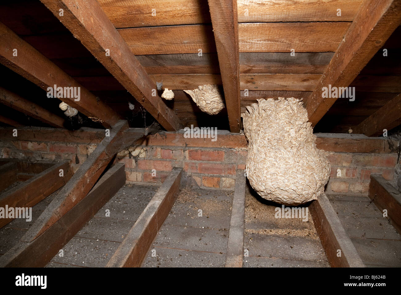 Paper Wasp Nest In Attic Hornet Nest Vs Wasp Nest How To Tell The