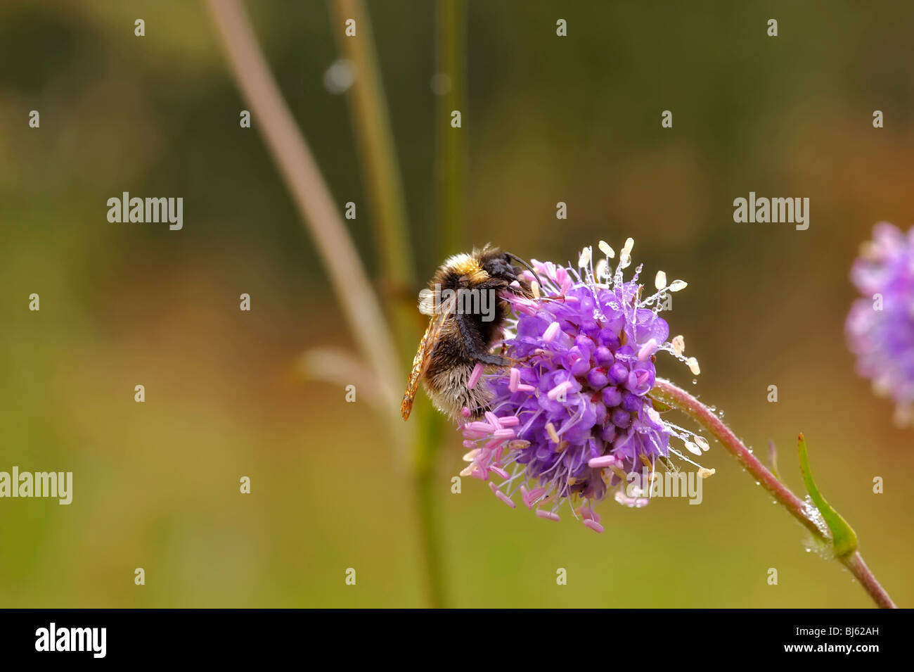 Insect macro, Russia, Moscow Region Stock Photo