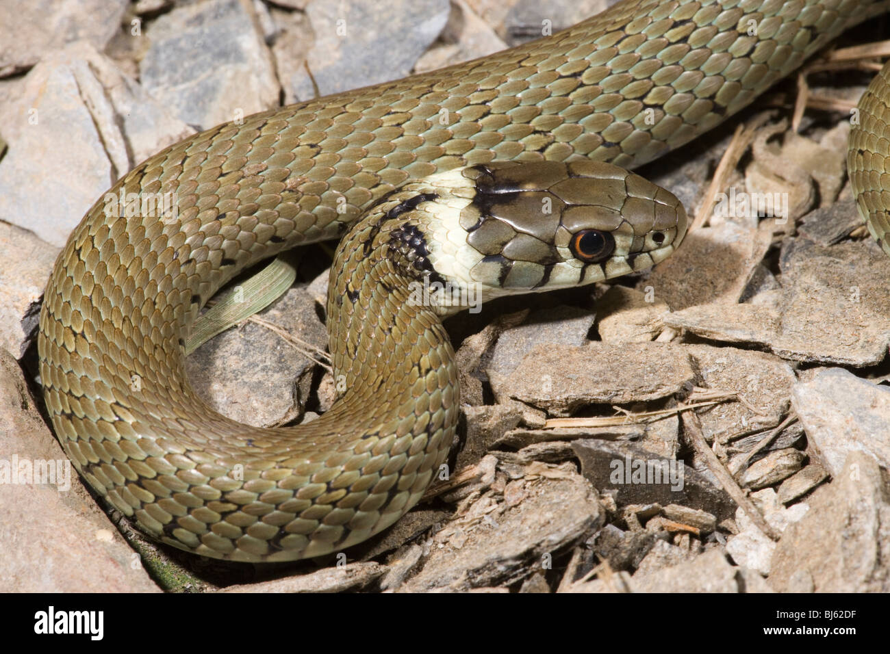Spanish Grass Snake (Natrix natrix astreptophora). Immature, growing young individual. Cantabria, Spain. Stock Photo