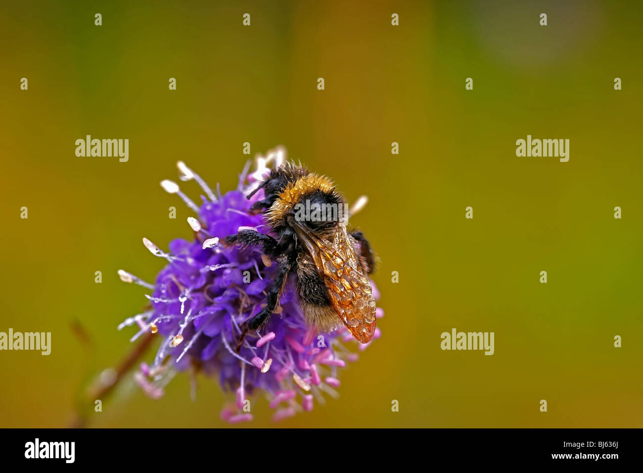 Insect macro, Russia, Moscow Region Stock Photo