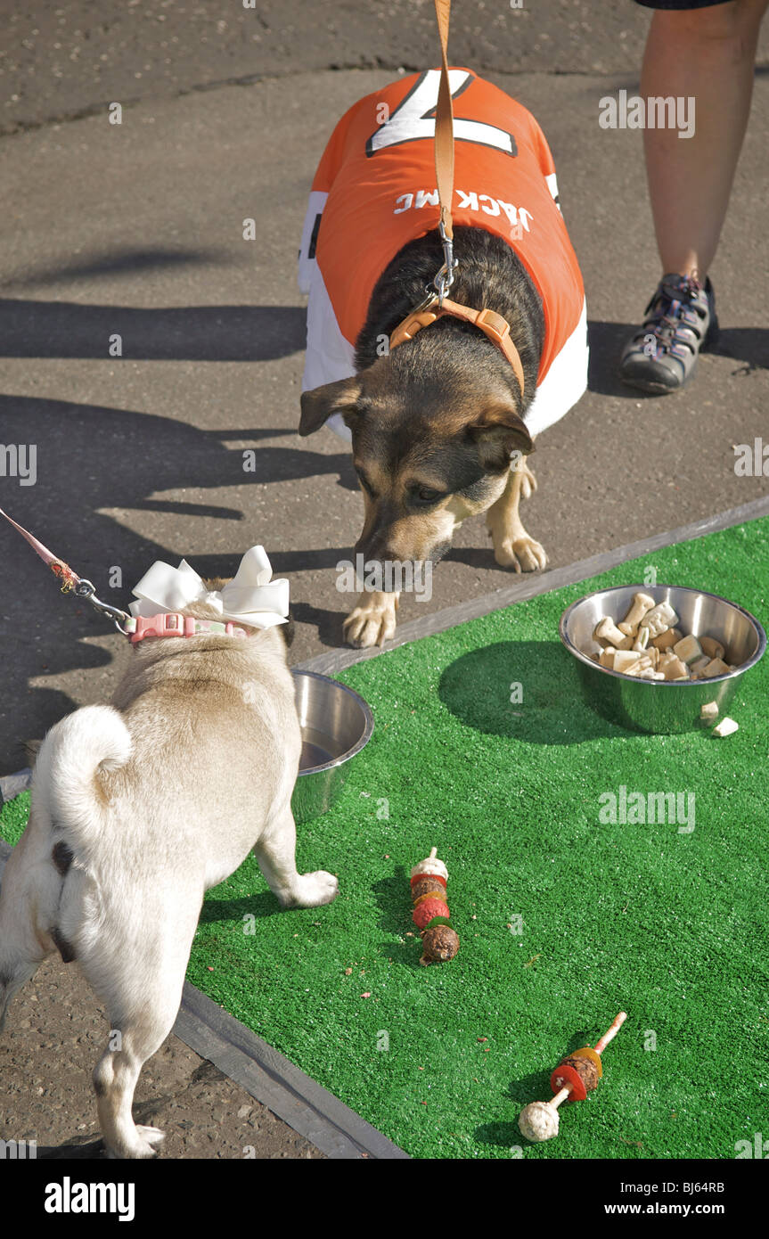 Blackpool Pettastic event on Blackpool seafront Stock Photo