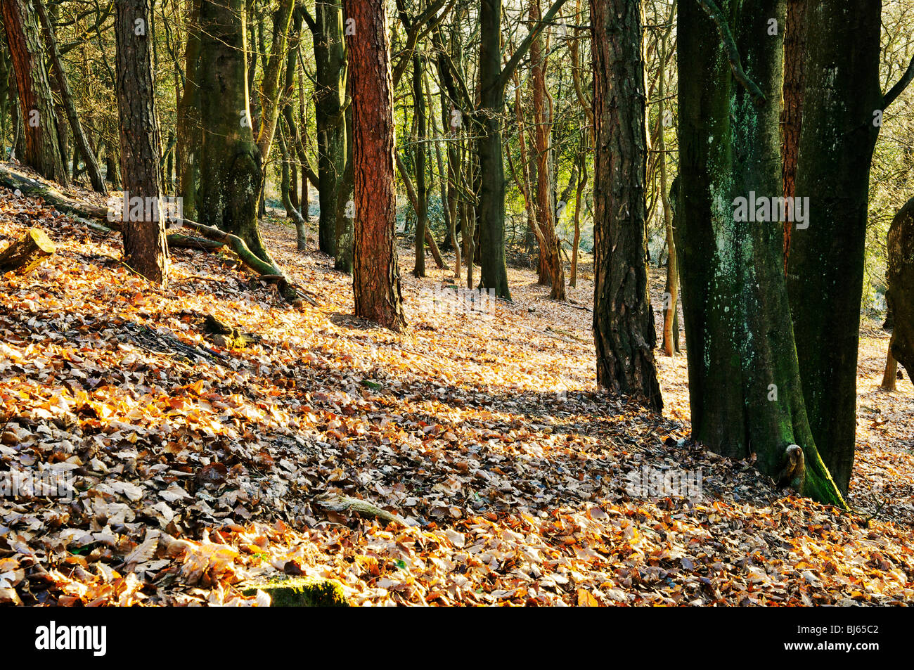 Woodland sloping trees hi-res stock photography and images - Alamy
