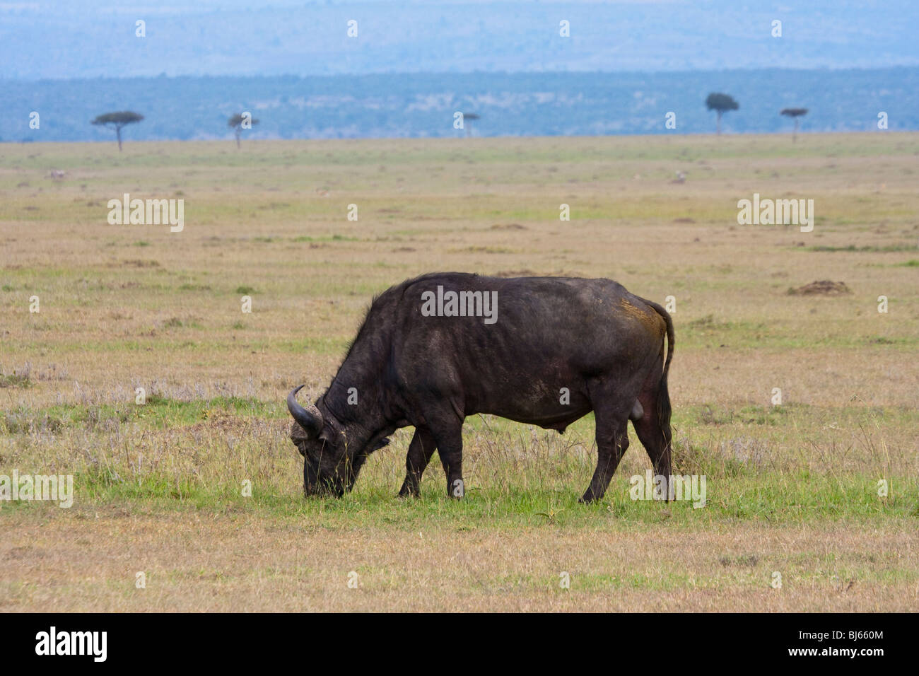 Solitary buffalo grazing Masai Mara Kenya  Africa Stock Photo