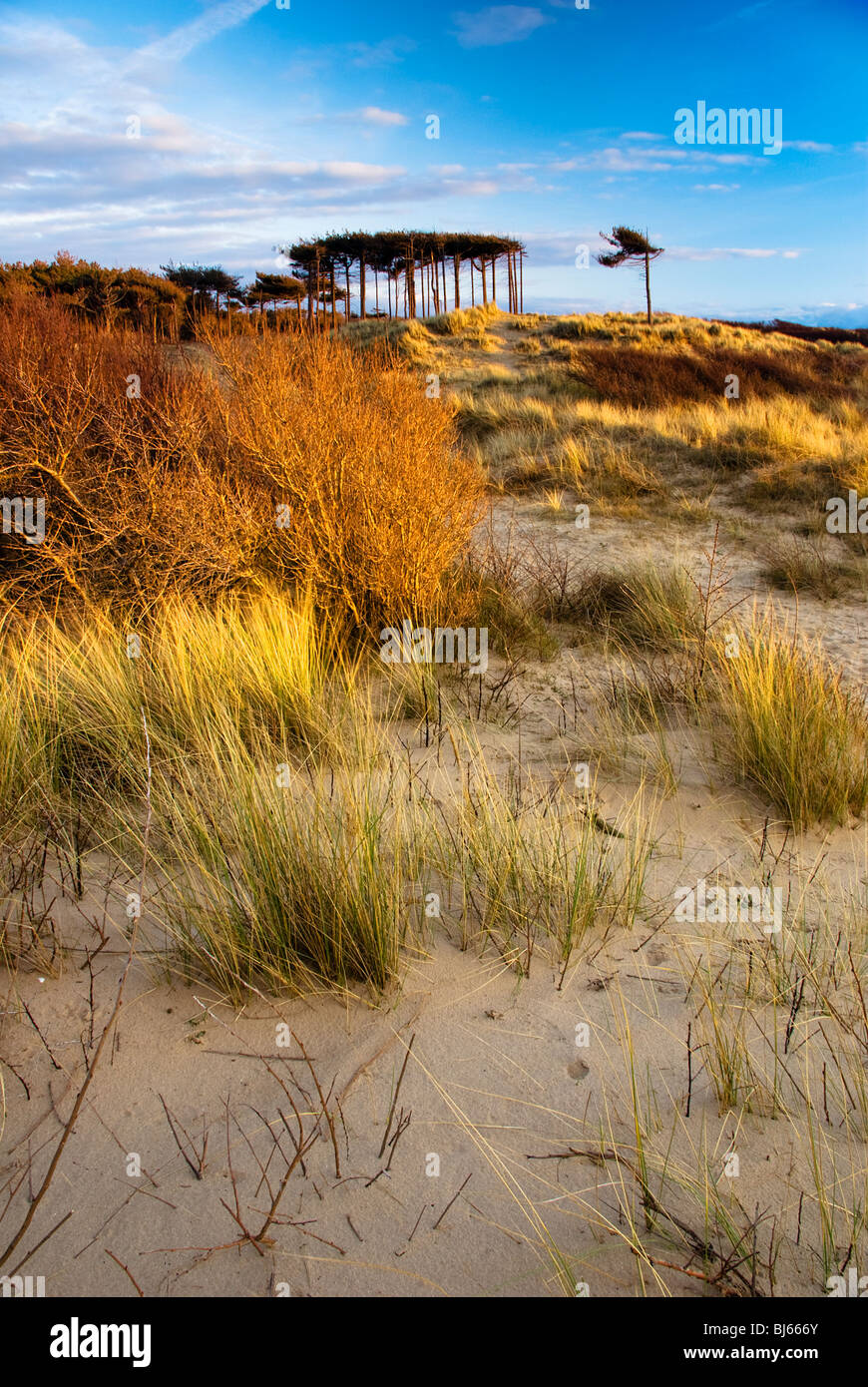 Late afternoon light catching the grasses and trees at Formby Point Stock Photo